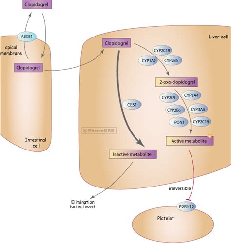 Clopidogrel Pathway, Pharmacokinetics