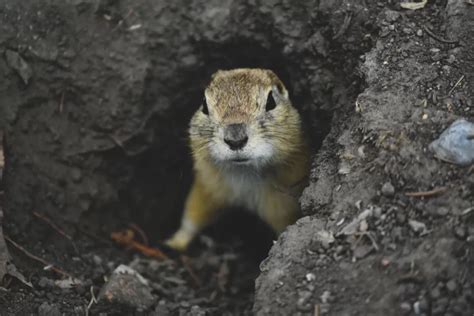 5 Signs You Have a Gopher Problem - Latest Business, Fashion, Entertainment & Finance News ...