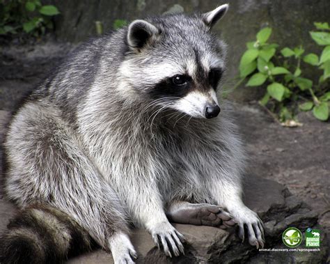 Raccoon | Animals Backgrounds