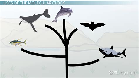 Molecular Clock | Definition, Example & Applications - Lesson | Study.com