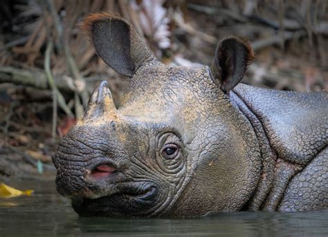 Javan rhinoceros: Rare and vital rainforest grazers | One Earth