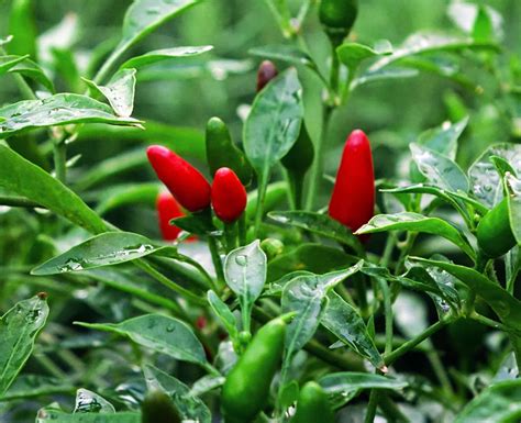 Kanthari Chilli (Green) / Kanthari Mulaku/Bird Eye Chilli - (Pack of 30+ Seeds) - GardenHunt