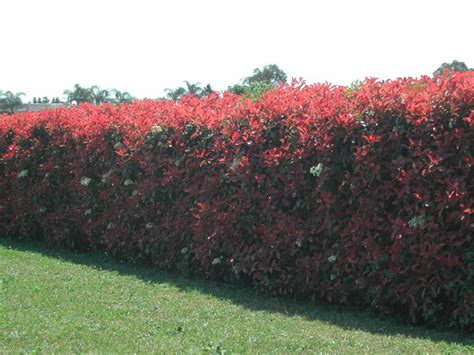 Photinia Red Robin - Hello Hello Plants & Garden Supplies