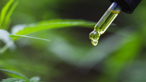 CBD Shows Health Benefits in Estrogen-Deficient Mice That Model ...