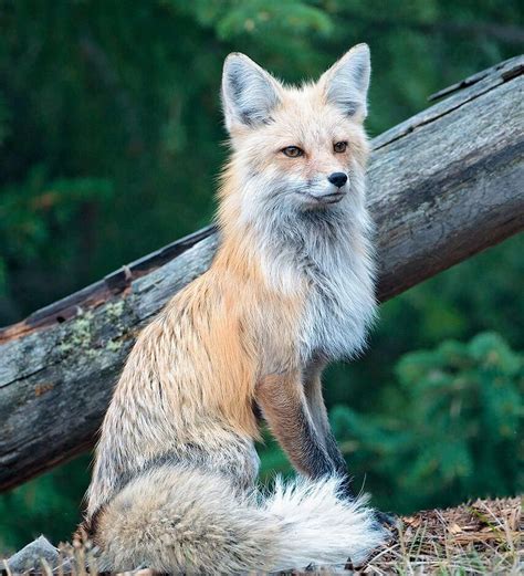 Superbe !!! | Animaux sauvages, Photo animaux, Animaux mignons