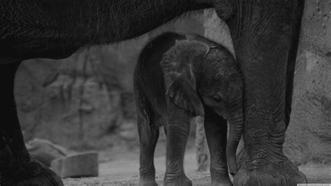 Baby Elephant Wallpaper (66+ images)