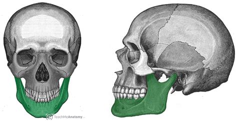 The Mandible - Structure - Attachments - Fractures - TeachMeAnatomy