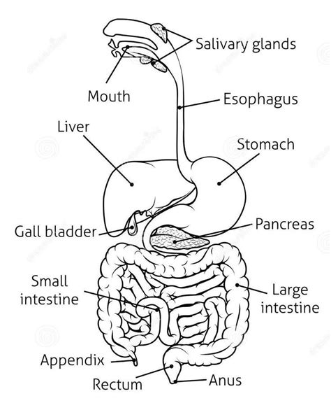 Diagram of digestive system | Simple digestive system diagram ...