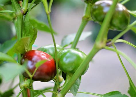 Hot Cherry Bomb Pepper Seeds 10 Seed Pack - Etsy