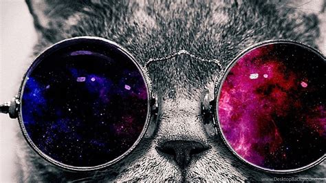 Cat with Sunglasses Wallpapers - Top Free Cat with Sunglasses Backgrounds - WallpaperAccess