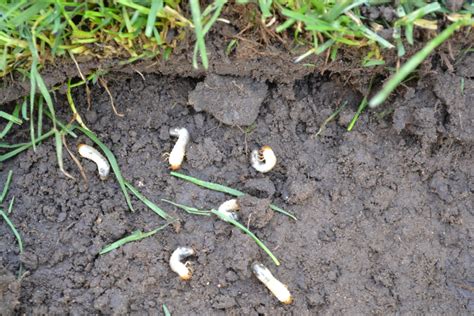 White Grubs in Dirt and Grass - Green Thumb Advice