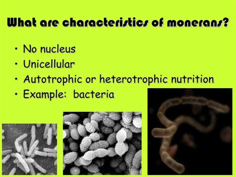 PPT - Topic : Classification Aim : How do we classify things in everyday life? PowerPoint ...