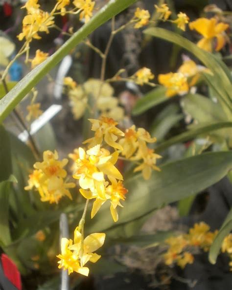 Plants are the Strangest People: Pretty picture: Oncidium Twinkle 'Golden Fantasy'