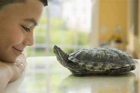 How to Care for Your Pet Turtles