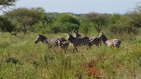 Group of Wild Zebras Running Around on a Rural Safari Field Stock Image - Image of wild, animal ...