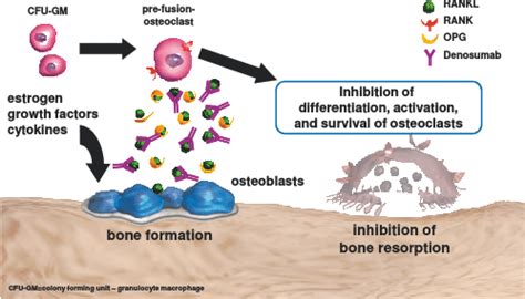 Novel mode of action: Denosumab specifically binds to RANKL and ...