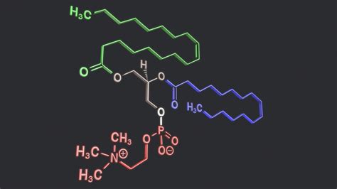 3D lecithin structural model - TurboSquid 1238357