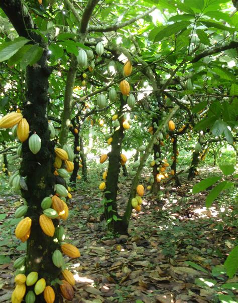 Shade Grown Chocolate