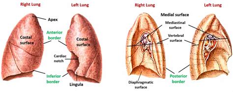 ANATOMY OF LUNGS - New