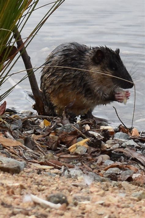 A Very Relaxed Rakali (Australian Water Rat)