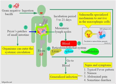 Typhoid Fever, Enteric Fever (Salmonella typhi)