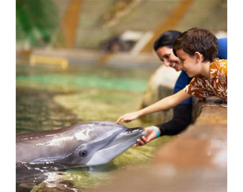 SeaWorld Dolphin Encounter | BOOK now for the best value