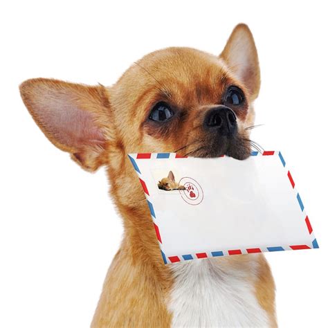 Mail Carriers and Dog Bite Information