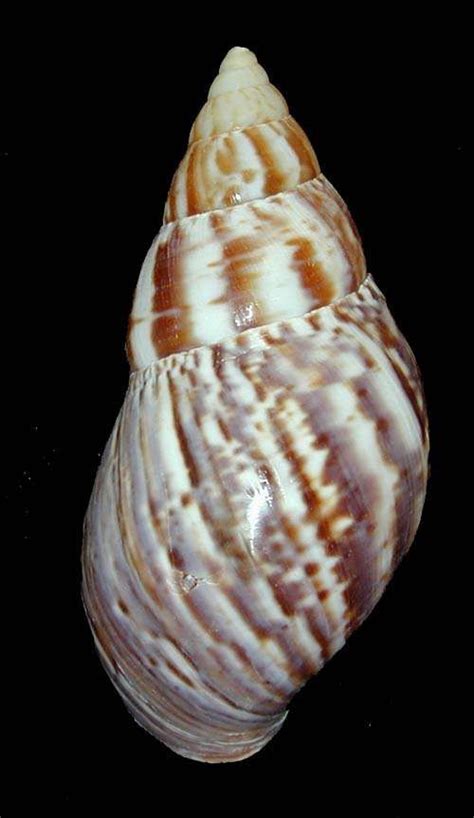 African Land Snail Seashell (Achatinidae Panthera)_ Ranged-Africa Seashell Identification, Ocean ...