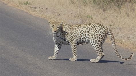 Southern Africa’s Extraordinary Animals and The Best Time to See Them