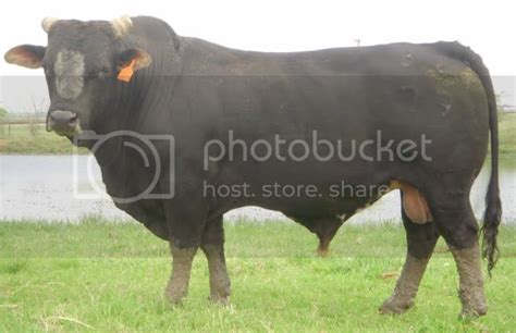 Black Beefmaster Bull - CattleToday.com