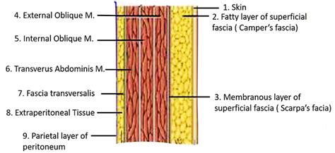 Anterior Abdominal Wall – Anatomy QA