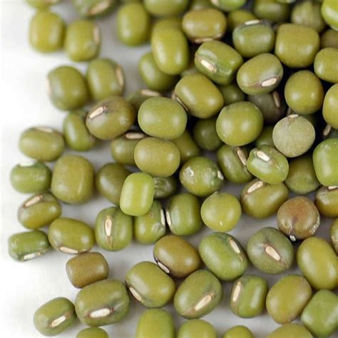 Organic Mung Bean Sprouting Seed | Handy Pantry– My Patriot Supply