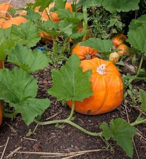 What Does a Pumpkin Plant Look Like | Pumpkin Leaves Identification