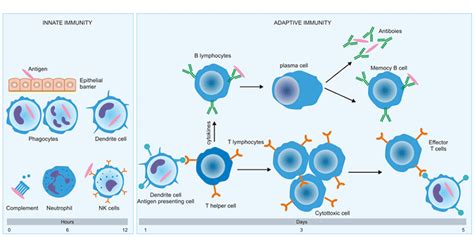 What are Innate and Adaptive Immunity? How are their Differences?- CUSABIO