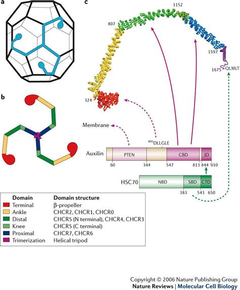 Figure 2 : Life of a clathrin coat: insights from clathrin and AP structures : Nature Reviews ...