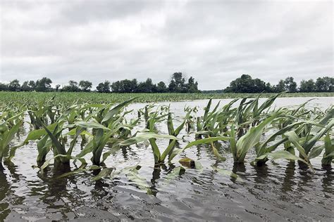 How Heavy Rainfall Affects Agriculture In The Midwest | Noon Edition ...