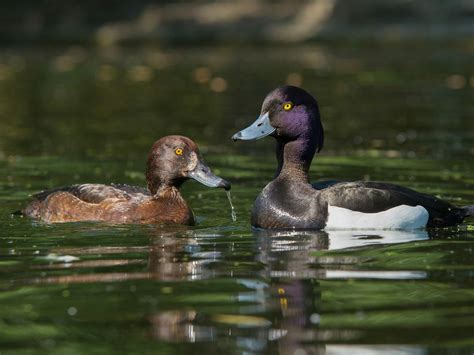 Tufted Duck Bird Facts (Aythya fuligula) | Birdfact