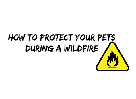 How to Protect Your Pets During a Wildfire | Karla's Pet Care, LLC