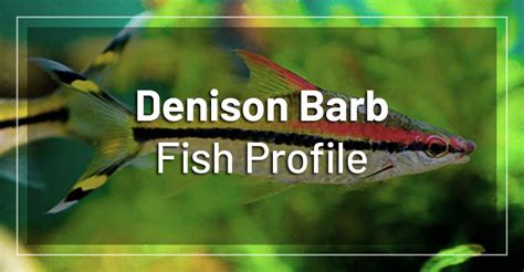 Denison Barb Fish Profile - Care, Feeding, Breeding, Requirements & Tank Mates