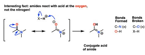 amide hydrolysis mechanism