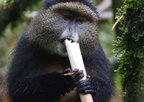 Golden Monkey Tracking, Rwanda | Audley Travel US