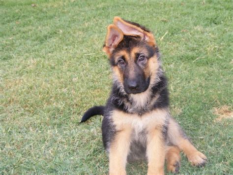 German Shepherd Puppy Ears Stages - shepherd