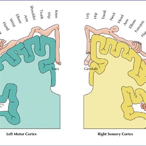 Diagrammatic representation of the somatosensory mapping to the cortex ...