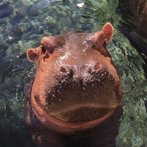 Fiona's here to get you through your icy Monday! | Fiona the Hippo ...