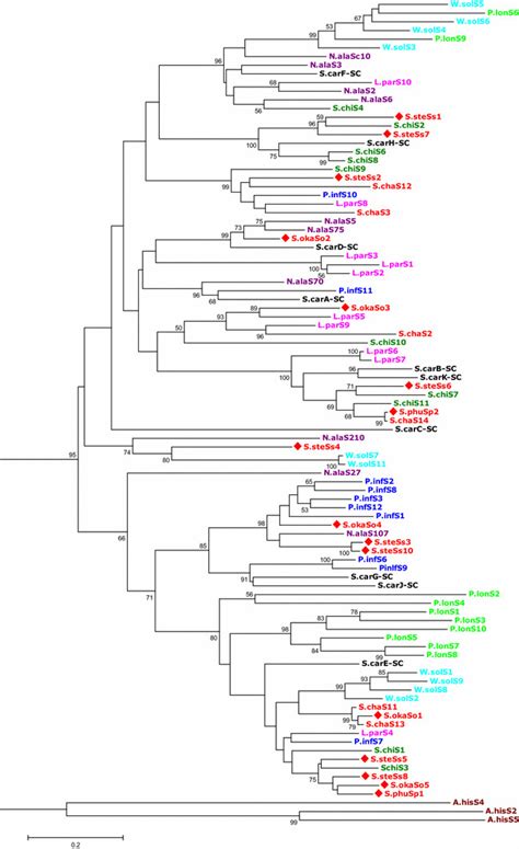 Phylogenetic tree of selected S-RNases from the Solanaceae and the ...