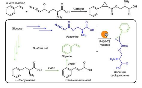 Carbene chemistry built into microbe’s metabolism in first for ...