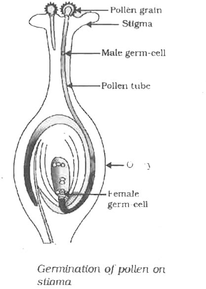 Draw a diagram showing germination of pollen on, stigma of a flower.