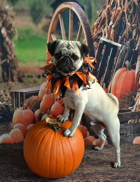 Pug Pumpkin Pose. Our Pug Boo Lefou #pug #dog #pet #Halloween #costume ...