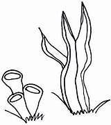 Free Seaweed Drawings Coloring Pages Sketch Coloring Page sketch template