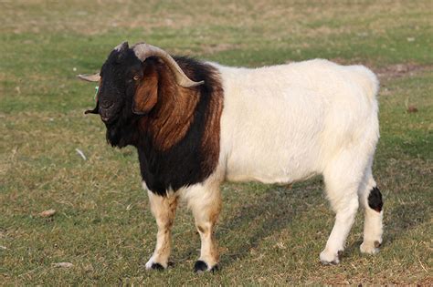 Boer Goats | Oklahoma State University